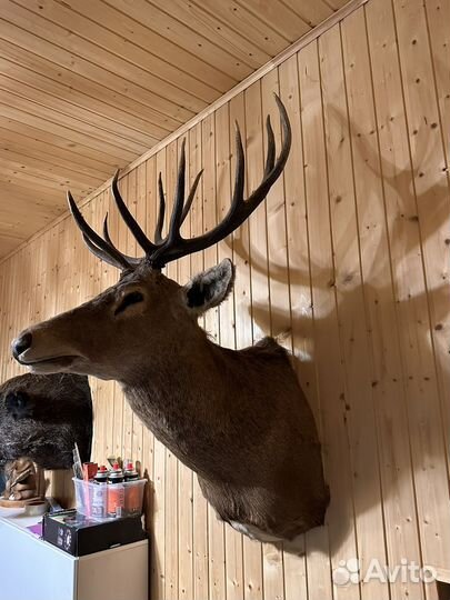 Чучело оленя