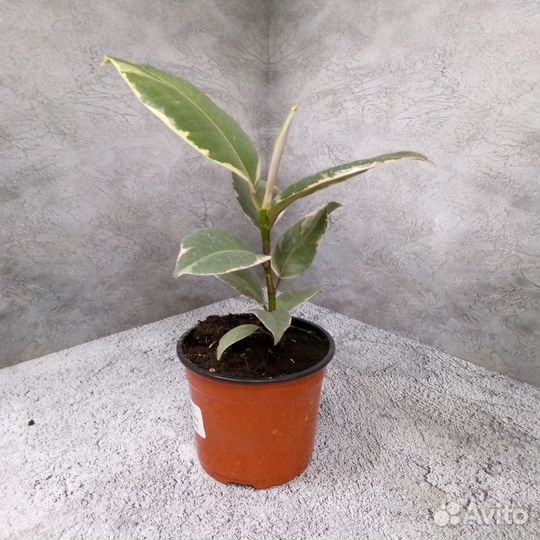 Комнатные цветы фикус. Фикус