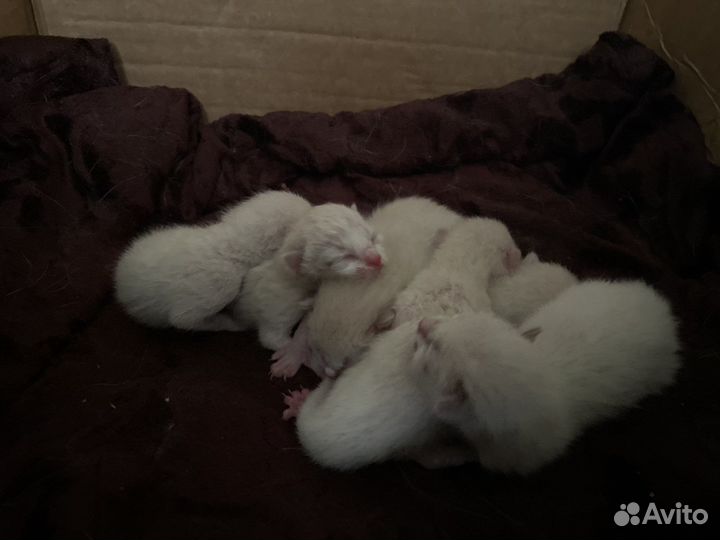 Тайские котята