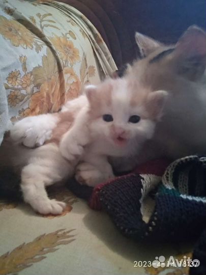Котята в добрые руки