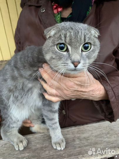 Кошка в дар бесплатно