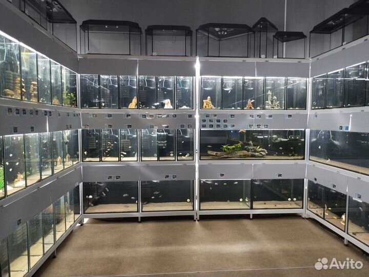 Змееголов Марулиус - Аквасалон Дискус