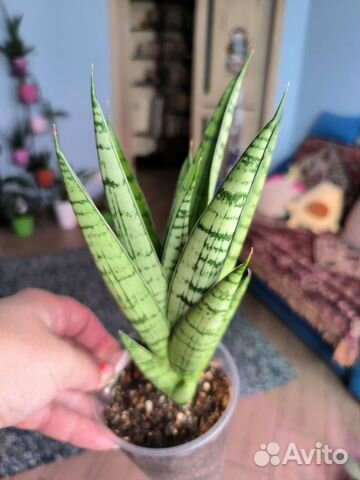 Сансевиерия сортовая
