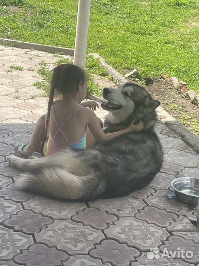 Аляскинский маламут вязка