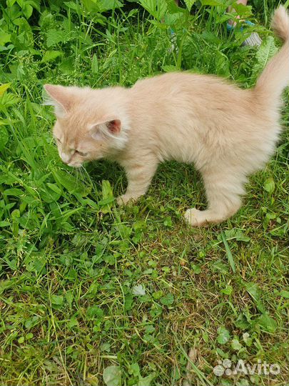 Персиковый котенок в дар