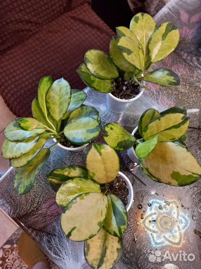 Фил маска вар, сингониум серый призрак, хойя лиза