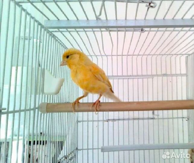 Передержка птиц, грызунов