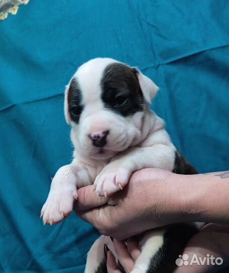 Стаффордширский терьер щенки