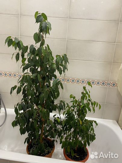 Фикус бенджамина