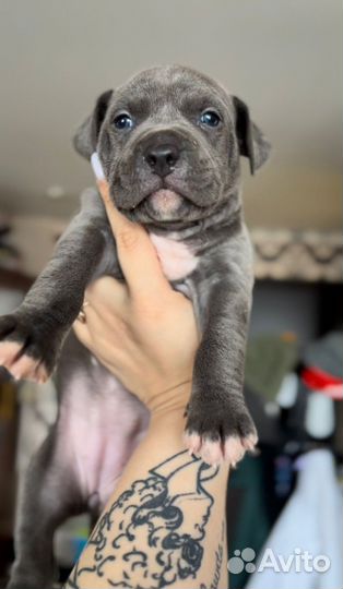 Щенки Прайтера