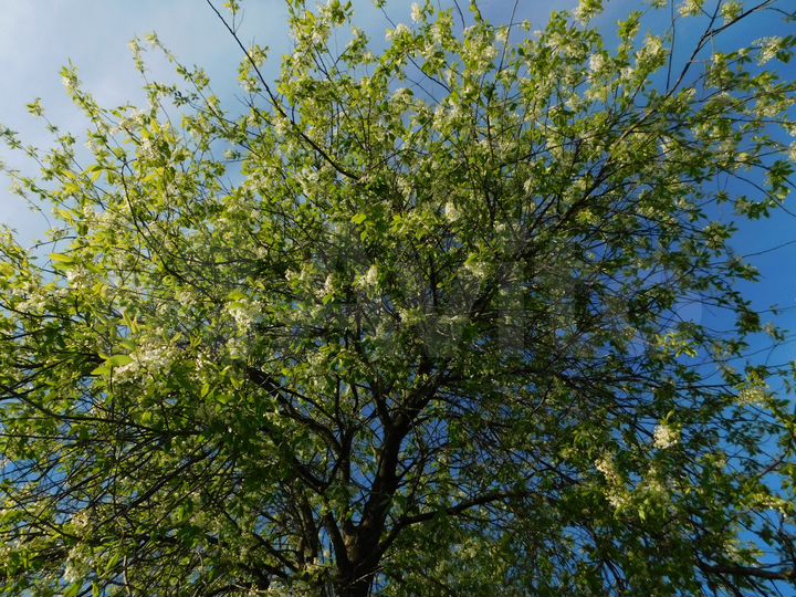 Участок 58 сот. (ИЖС)