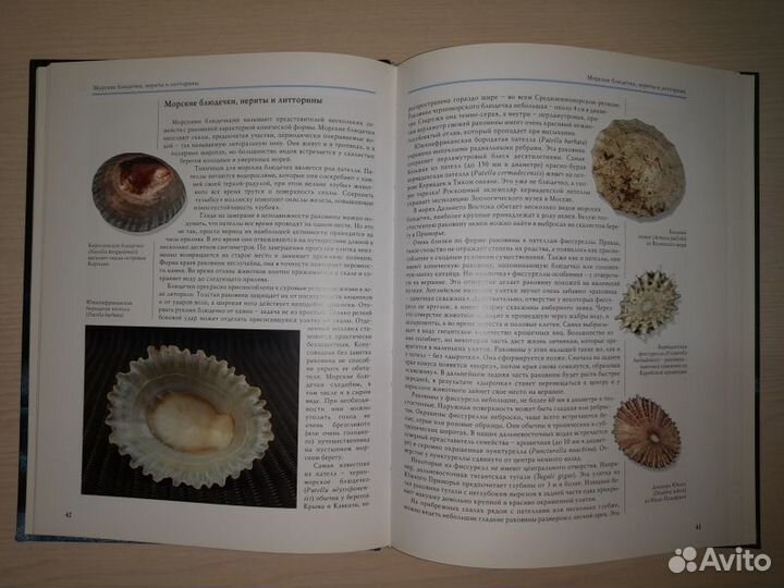 Владимир Ершов. Чарующий мир раковин