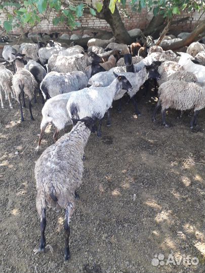 Овцы бараны