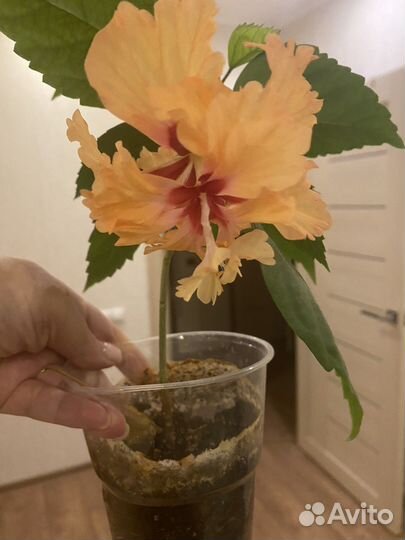 Гибискус Tequla Sunrise Расвет с текилой