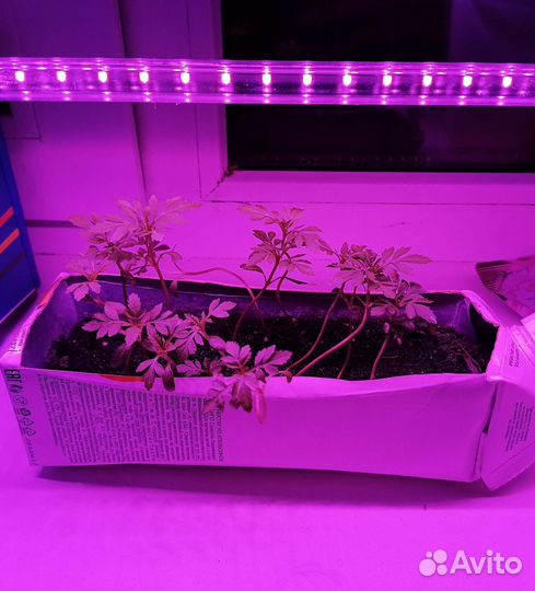 Ультрафиолетовая лампа для растений