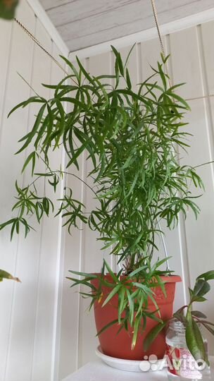 Продам цветы комнатные в отличном состоянии