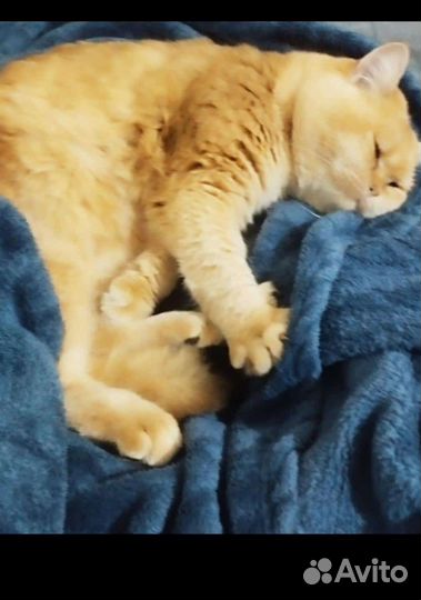 Шотландский кот