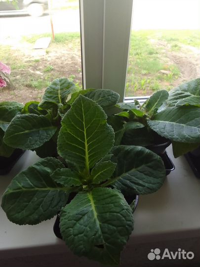 Глоксиния цветущая