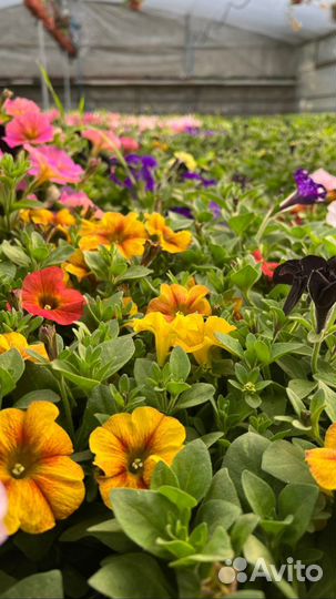 Петуния ампельная