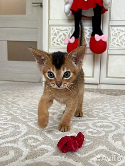 Абиссинский котенок