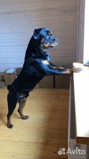 Ротвейлер для Вязки