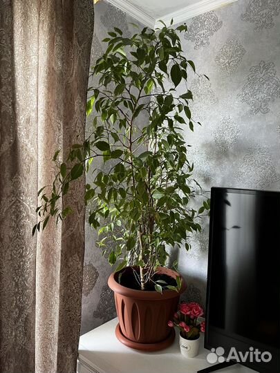 Фикус бенджамина