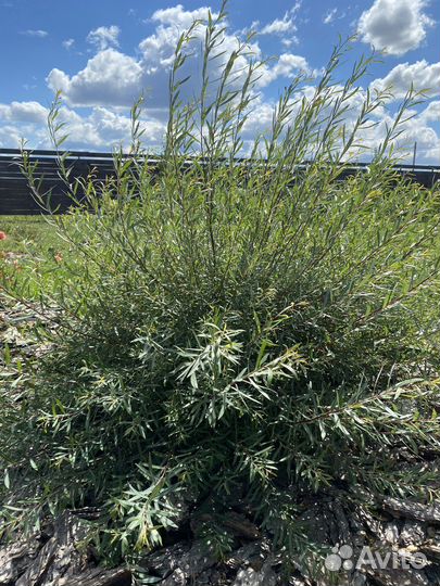 Ива пурпурная Нана