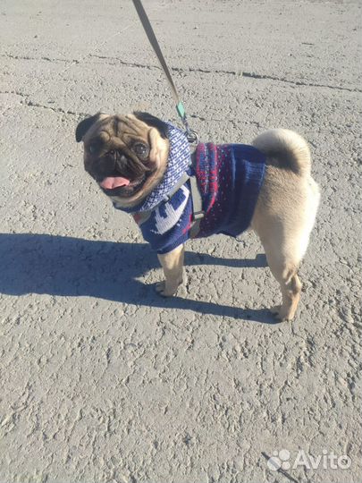 Мопс вязка мальчик