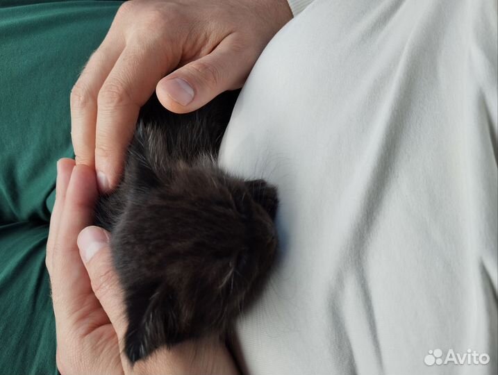 Маленький,чёрный комочек счастья