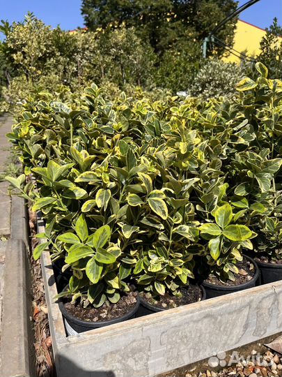 Питомник растений