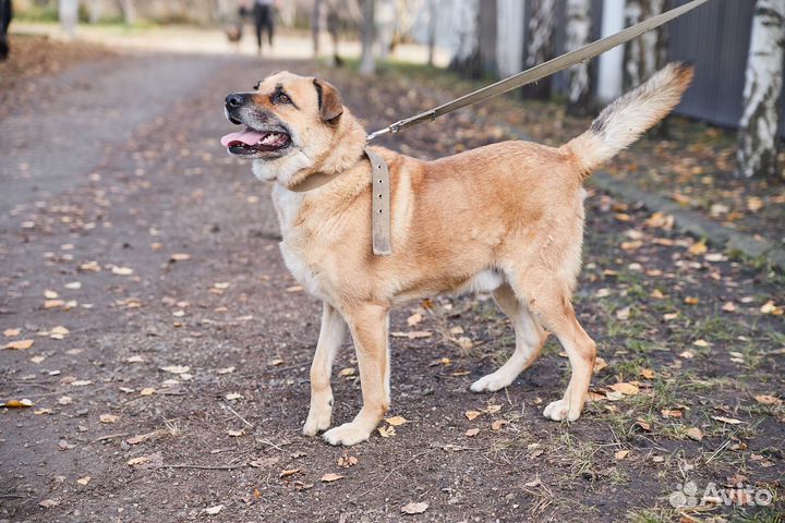 В добрые руки яркий рыжий Коломиец