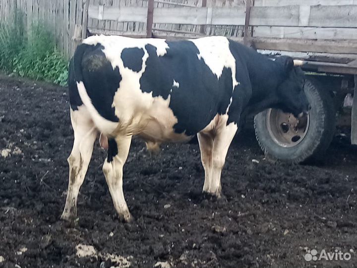 Продажа крс