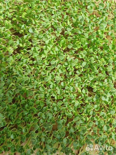 Микрозелень