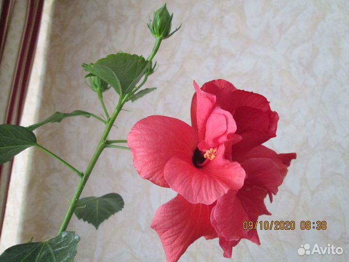 Комнатные гибискусы. 8 сортов