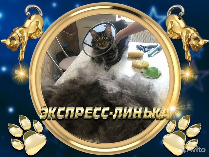 Стрижка кошек Экспресс-линька