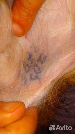 Вязка чихуахуа мальчик