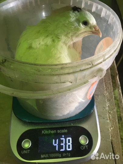 Перепела на племя техасы