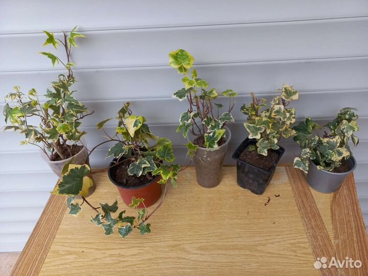 Плющ вечнозеленый садовый морозостойкий