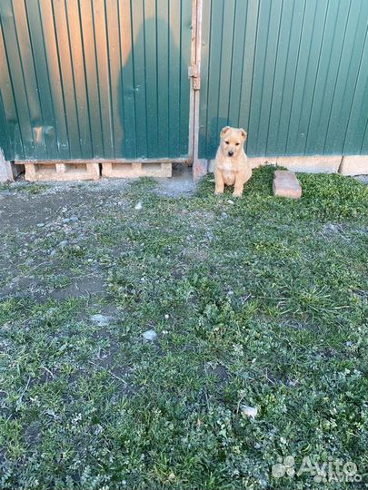 Щенки бесплатно