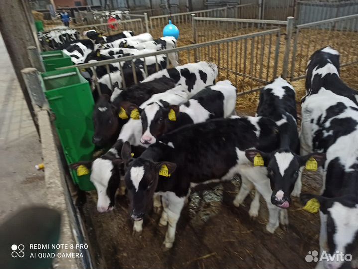 Телята бычки и