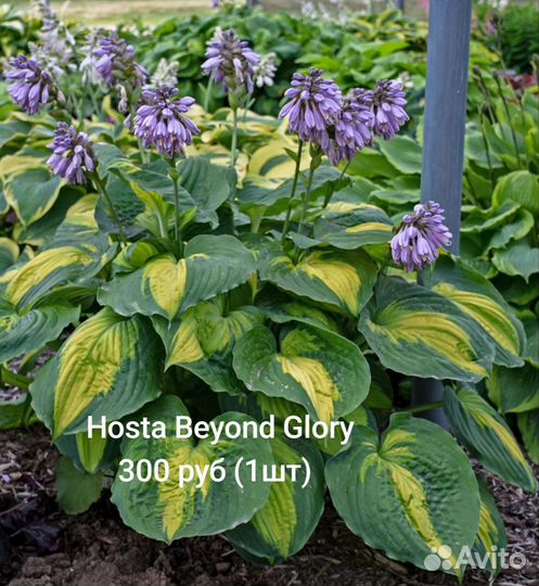 Растения цветы для сада Хоста