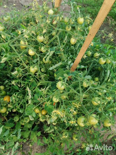 Рассада томатов для открытого грунта