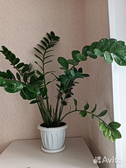 Замиокулькас