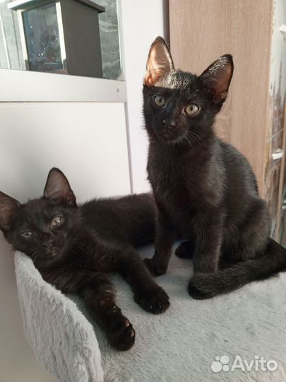 2 брата, 2 месяца, чудесные котята, мальчики