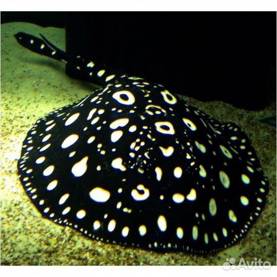 Скат леопольди гибрид 