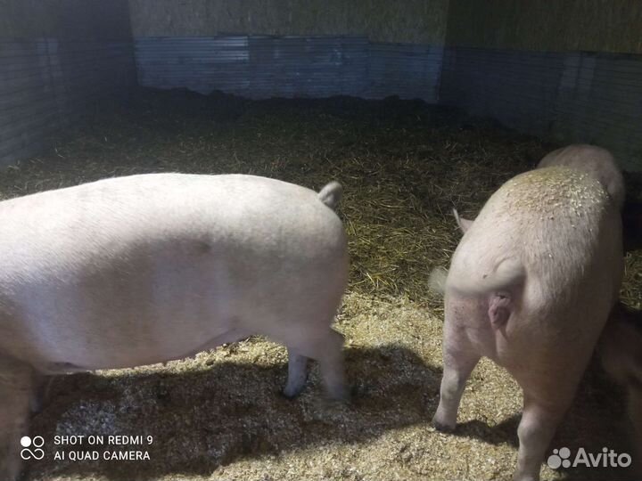 Свиноматки