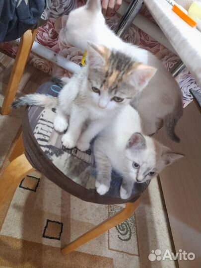 Домашние животные кошки