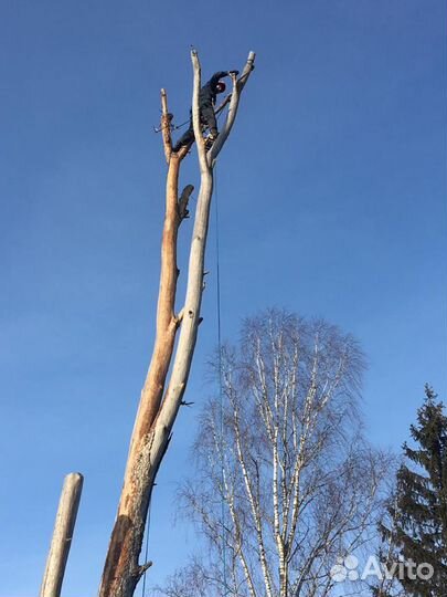 Удаление (спил) деревьев и измельчение пней