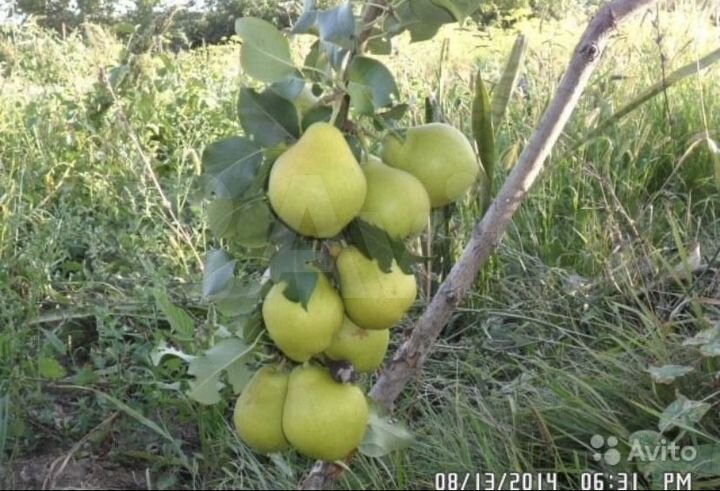 Дом 273 м² на участке 70 сот.