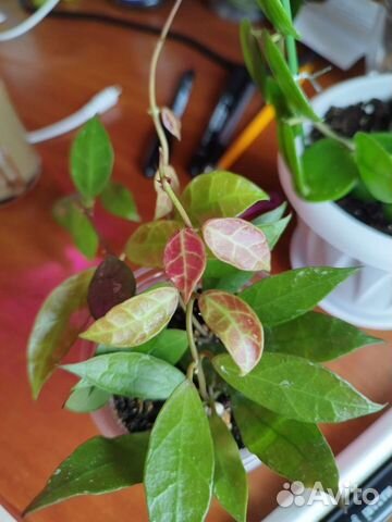 Хойя Ребекка